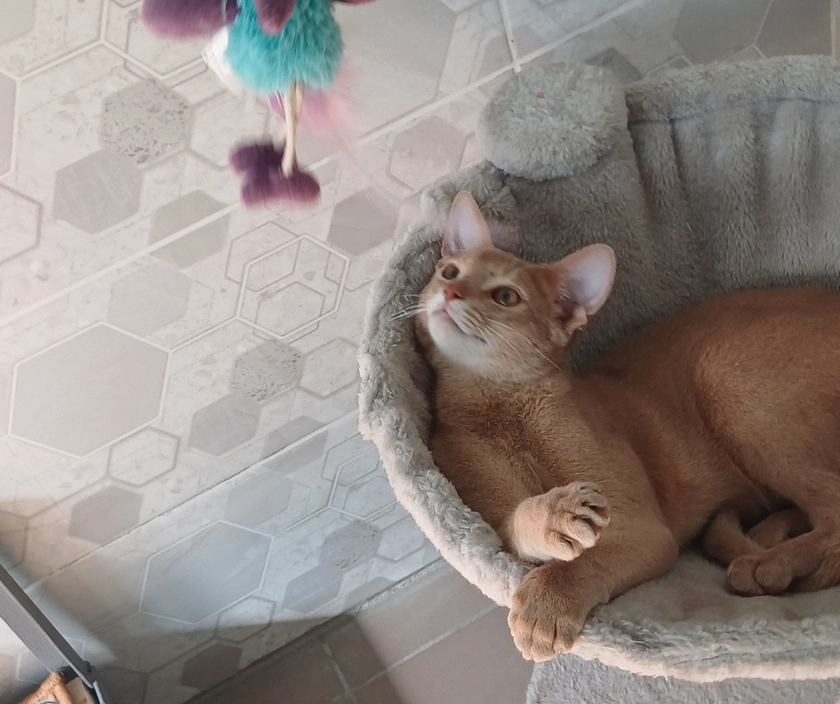 Отель для котов- перетримка котів у Києві зооготель зоогостиница Киев - изображение 6