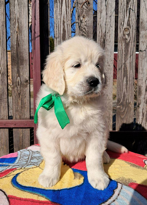 Цуценята золотистого ретривера Ot Bahur Вінниця - зображення 1