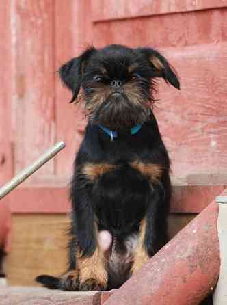 щенок гриффона Київ