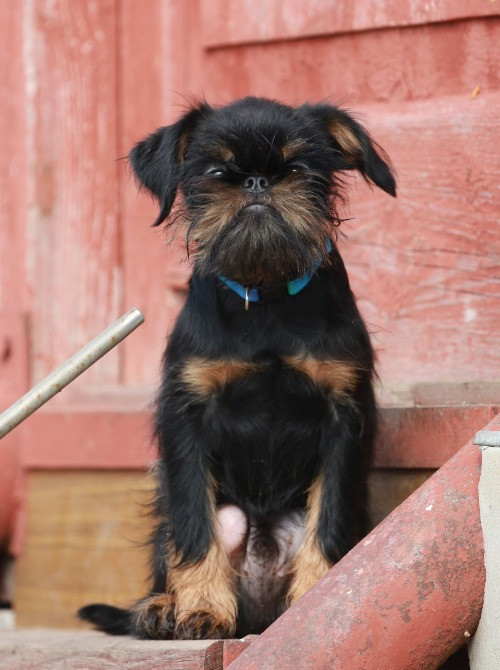 щенок гриффона Київ - зображення 1