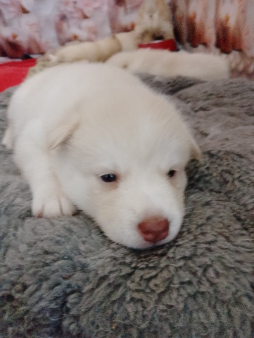 Цуценятка Помскі F1 Львов - изображение 3