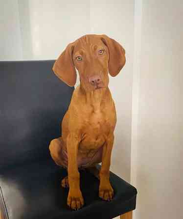 Венгерская выжла щенок Киев