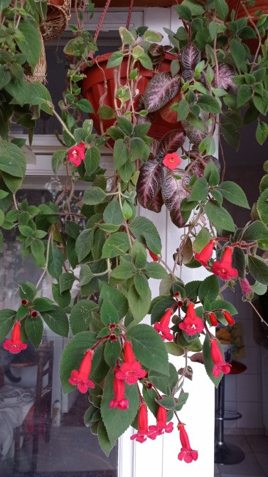 Колерия astarte цветущая с горшком Киев - изображение 6