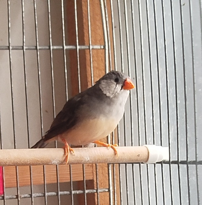 Зебровая амадина Київ - зображення 1