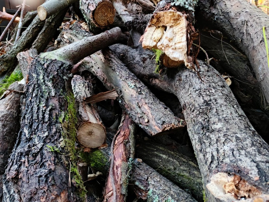 БЕСПЛАТНО МНОГО Отдам Деревья Дрова Ветки Бревна Пеньки Отопление Пиломатериалы Київ - зображення 9