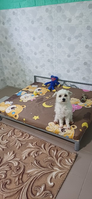 Готель ПЕС для собак та котів в Києві Киев - изображение 5