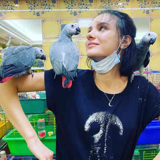 Ручной попугай Сёма - серый африканский жако, вольеры для попугаев Киев