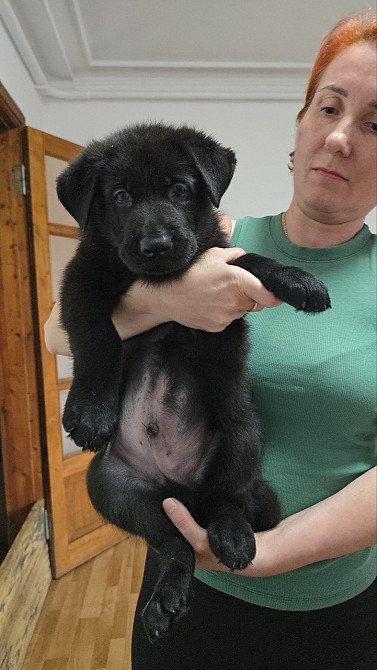 Продам щенков ВЕО Восточно европейской овчарки Одеса - зображення 5