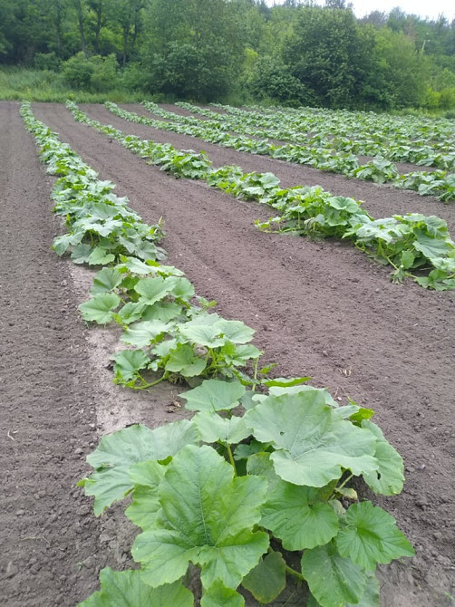 Продається будинок в с.Сахнівка Корсунь-Шевченківський - зображення 8