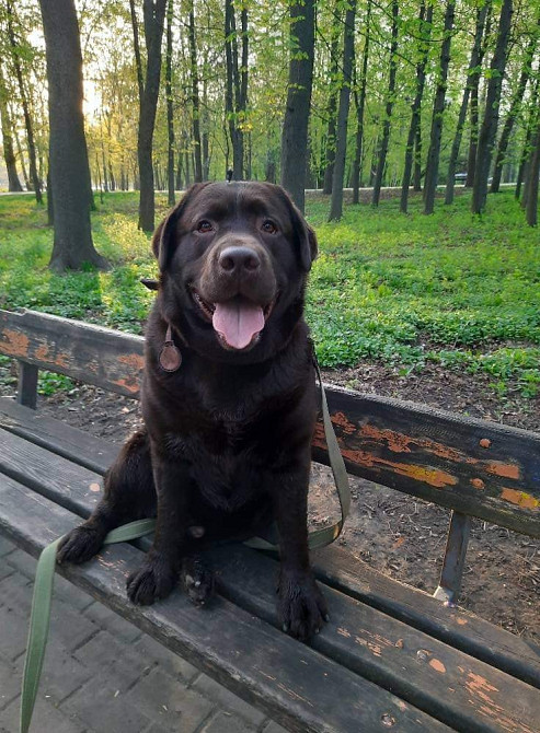 Вязка лабрадор ретрівер Київ - зображення 4