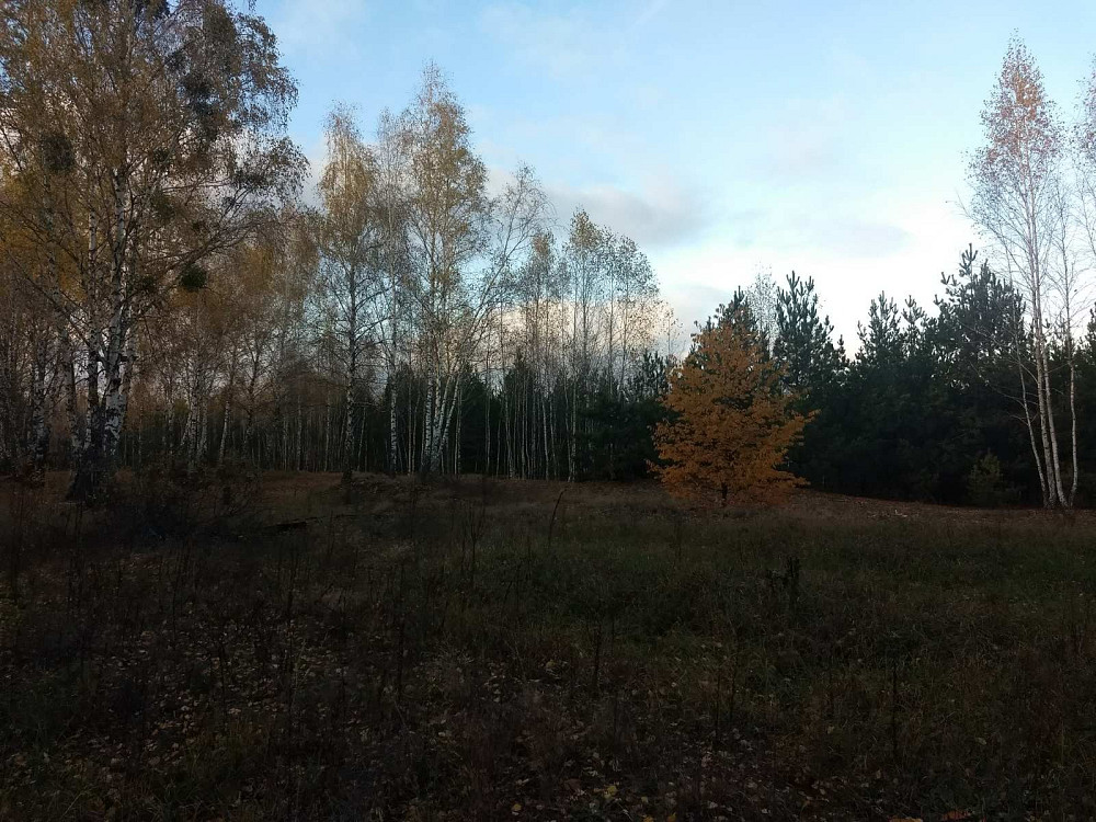 Земельный участок под садоводчество и постройку дома 12 соток в с. Дружня, Бородянского района Бородянка - зображення 9