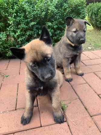 Цуценята бельгійської вівчарки (малінуа) Киев