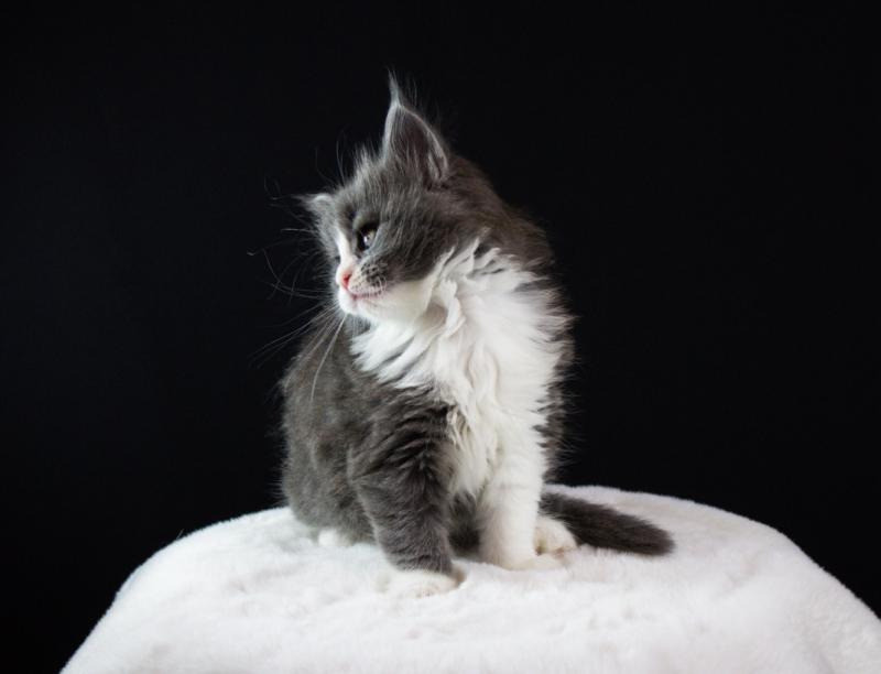 Мейн-кун кошенята від розплідника Kust Kalyny Винница - изображение 3