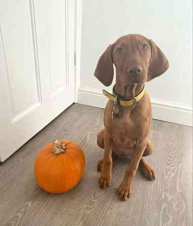 Цуценята Угорської Вижли Київ