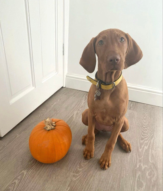 Цуценята Угорської Вижли Київ - зображення 2