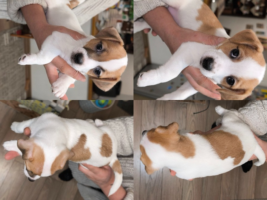 Цуценята Джек Рассел Іршава - зображення 7