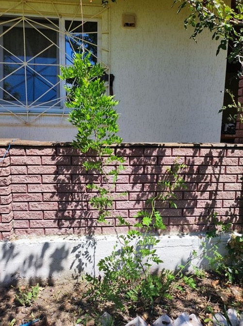 Дом дача очень классная Овидиополь - изображение 5