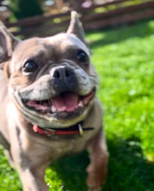 Французький бульдог Полтава - зображення 1