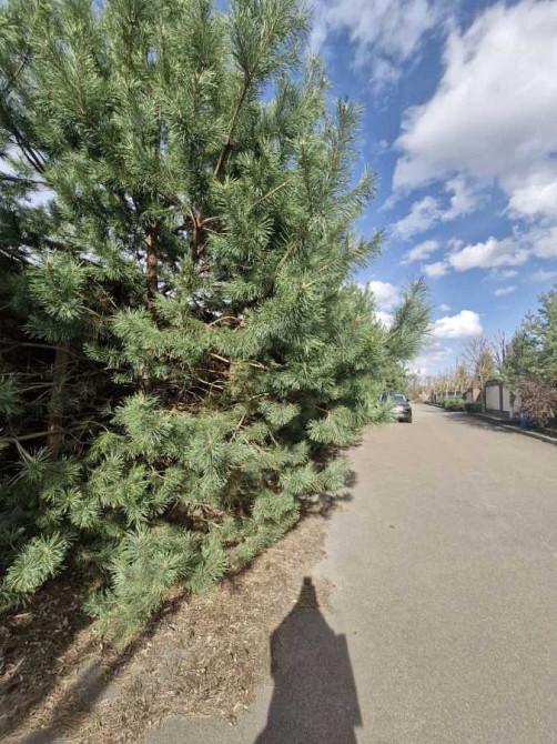 продажа участок под жилую застройку Обуховский, Романков, 120000 $  - изображение 2