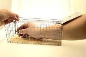 Крысоловка-живоловка (клетка) Chomik 2 штуки Одесса - изображение 12