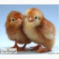 Продам несучок Полтава - изображение 1