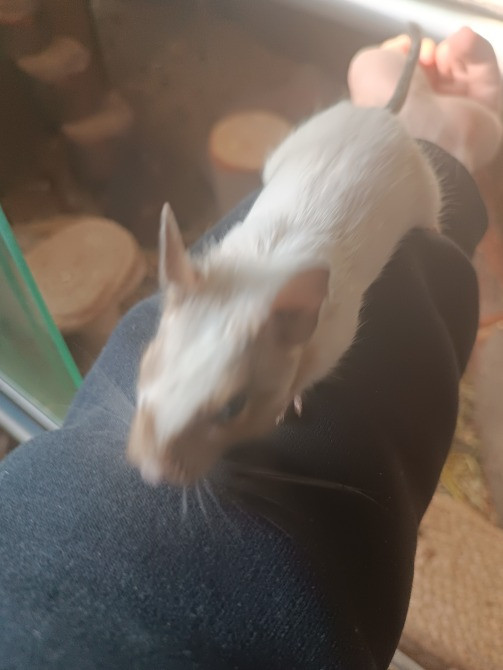 Белки дегу Одеса - зображення 2