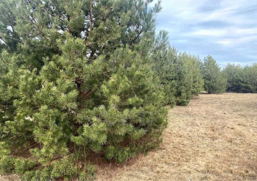 продажа участок под жилую застройку Макаровский, Севериновка, 126500 $  - изображение 3