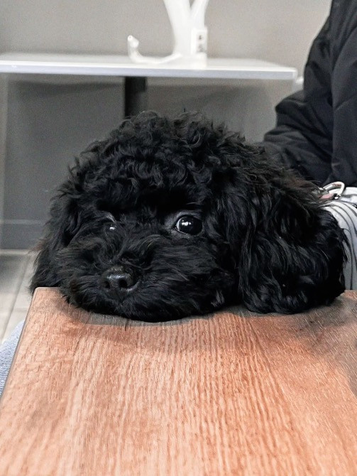 Продається рідкісний ЧОРНИЙ чистокровний МАЛЬТИПУ Київ - зображення 1