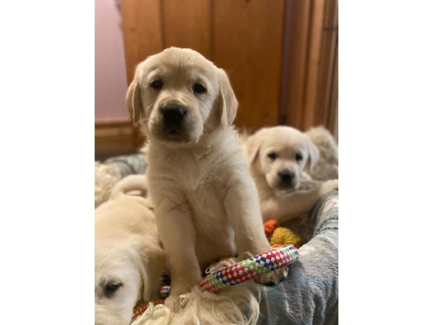 Цуценята золотистого ретривера Киев - изображение 1