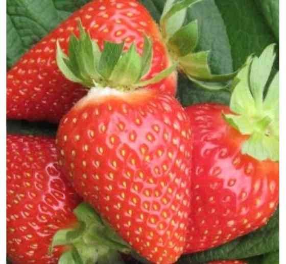 Продам полуницю Сквира