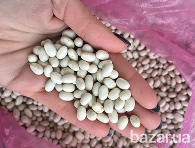 Квaсoля нa пeрeрoбку куплю. Чернигов - изображение 1