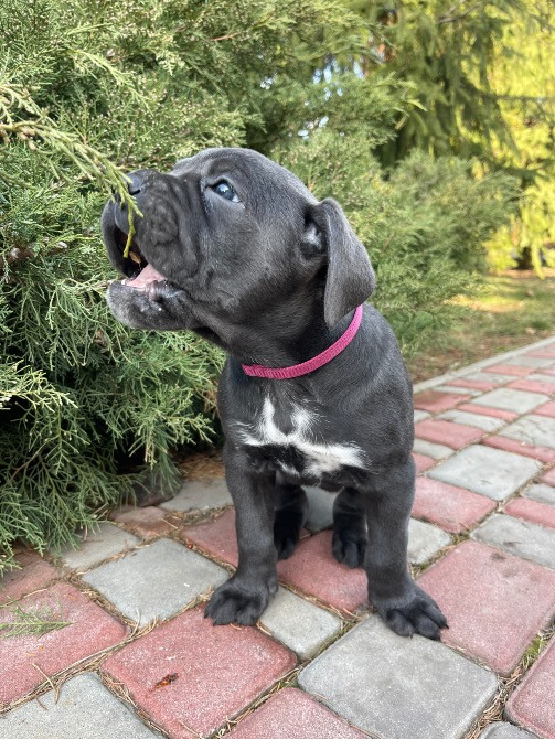 Продажа цуценят Запорожье - изображение 2