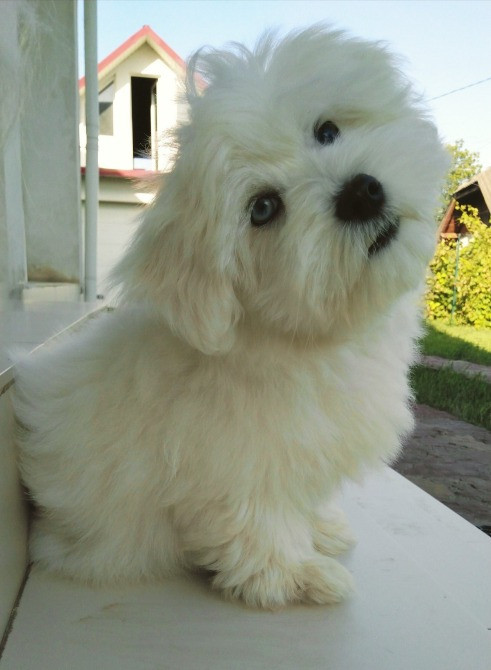 продам мальтійських болонок Ивано-Франковск - изображение 9