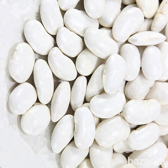 Квасоля біла на переробку куплю Львов - изображение 1