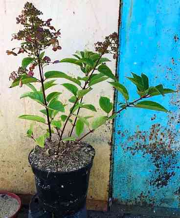 Гортензія волотиста Вімс Ред (Hydrangea paniculata Wim’s Red) 5 л. Вінниця