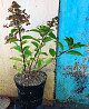 Гортензія волотиста Вімс Ред (Hydrangea paniculata Wim’s Red) 5 л. Вінниця