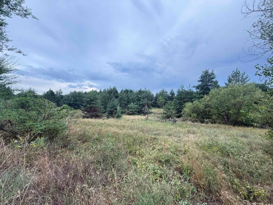 Продам дві ділянки у лісі з виходом до р.Орель, Царичанський район. Дніпро - зображення 4