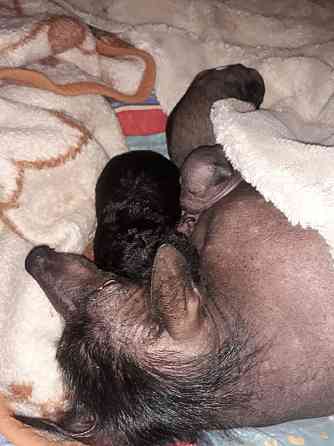 Шукаємо супервідповідальних людей для двох ксоло-дівчат у шерсті Верхнеднепровск