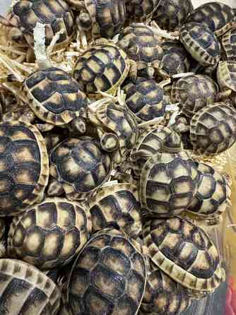 Облямова сухопутна черепаха, або сухопутна зубчаста черепаха (лат. Testudo marginata) Київ