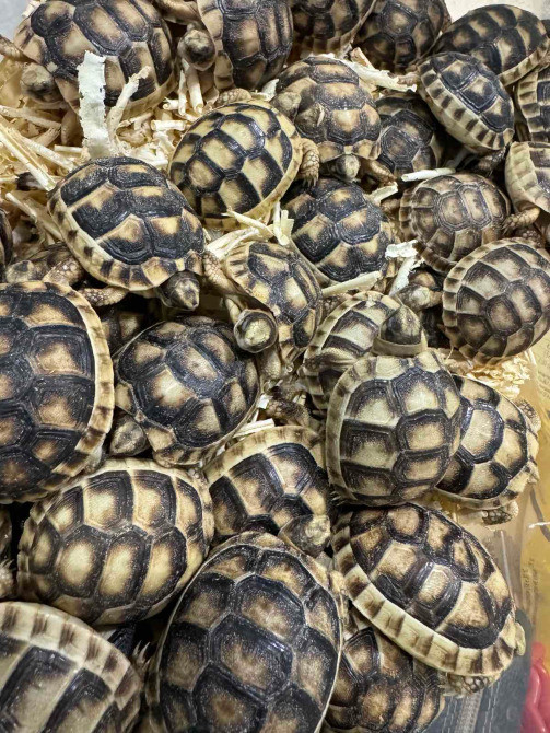 Облямова сухопутна черепаха, або сухопутна зубчаста черепаха (лат. Testudo marginata) Київ - зображення 3