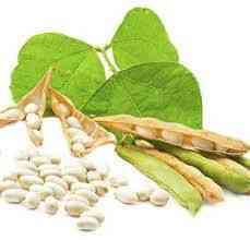 Насіння квасолі Неві Бінс, Червона довга, Пінто, Червона Шапочка. Тернополь