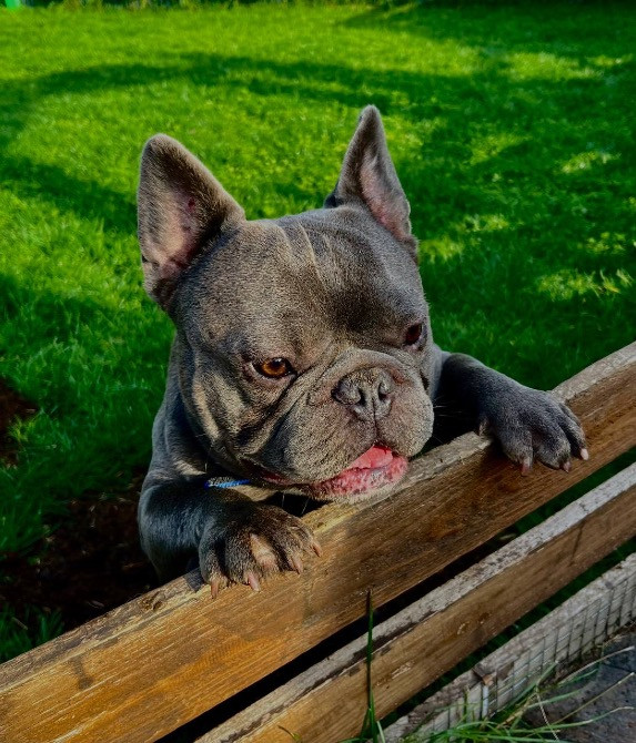 Французький бульдог хлопчик Полтава - зображення 2