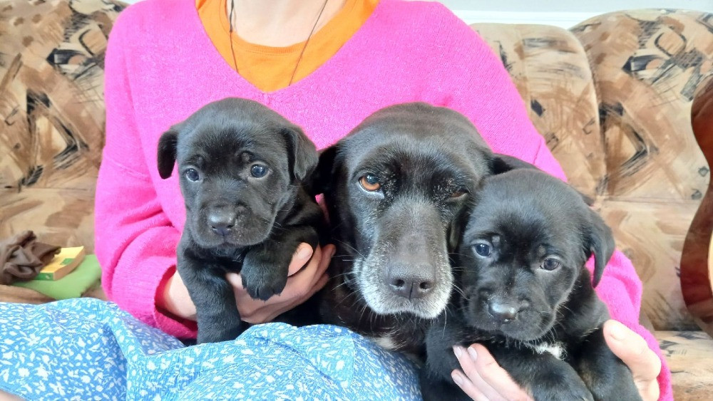 Щенки метисы таксы и гончей Дніпро - зображення 2