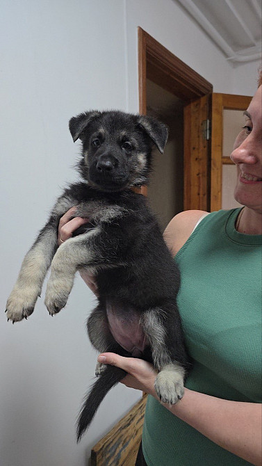 Продам щенков ВЕО Восточно европейской овчарки Одеса - зображення 4