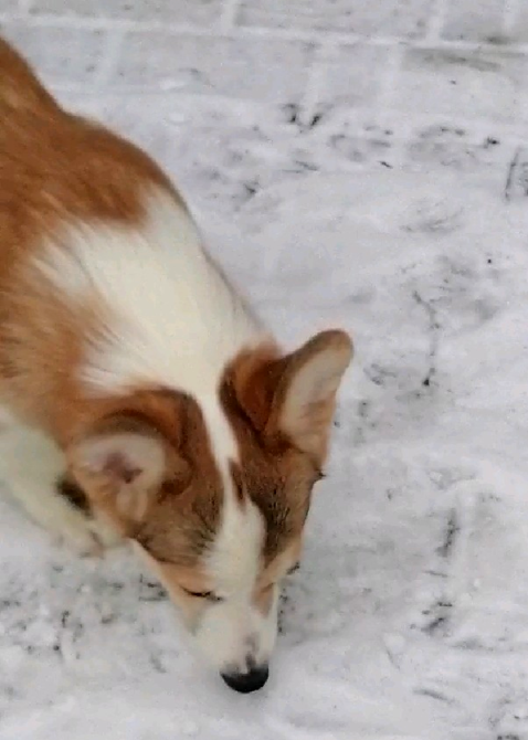 Шикарный Щенок Вельш-Корги Пемброк Днепр - изображение 2