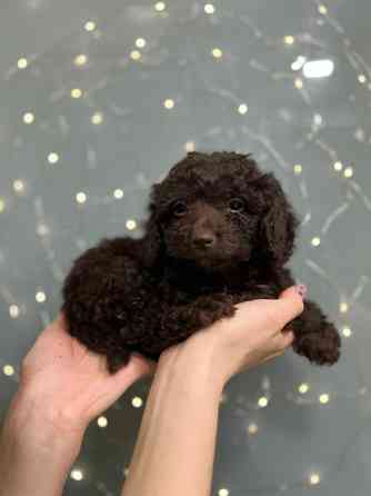 Хлопчик той пудель Київ