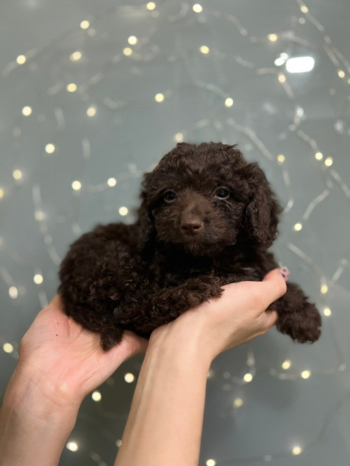 Хлопчик той пудель Киев - изображение 2