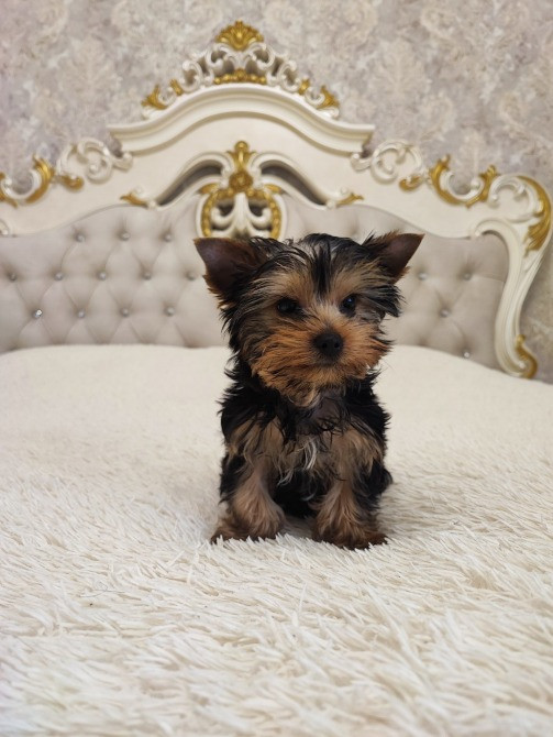 Йоркширський терьер дівчинка 2 місяця стандарт Одеса - зображення 2