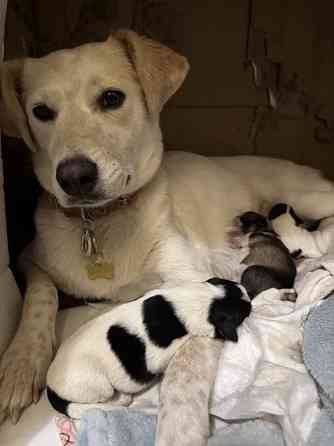 щенки в добрые руки Кривий Ріг