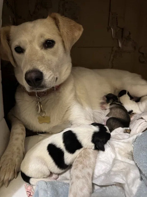 щенки в добрые руки Кривой Рог - изображение 4